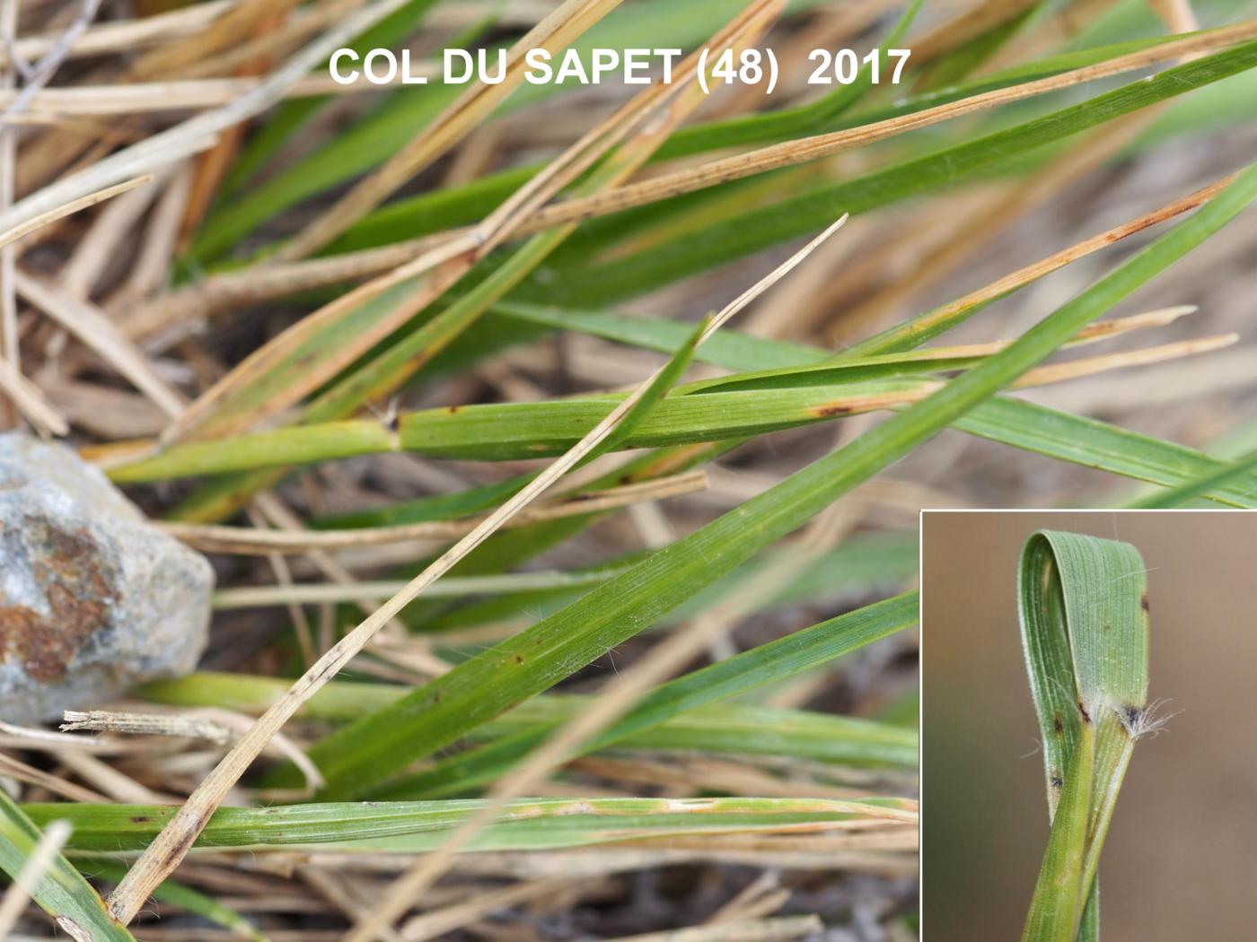 Heath Grass, Small leaf